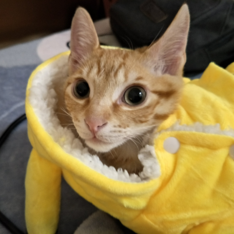 提供宣傳海報服務的專家江子牙