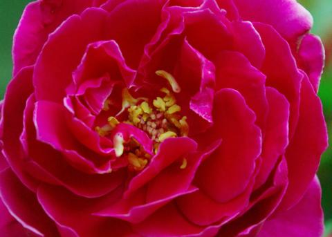 Sarah Fan's Studio - 花朵攝影