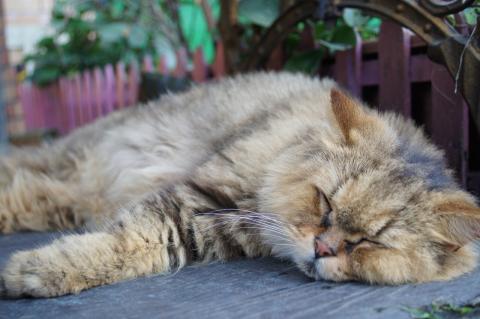 許庭安 - 個人攝影圖集