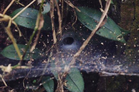 黃天培 - 用微小的身軀，編織出星空般的微小世界

圖片文案