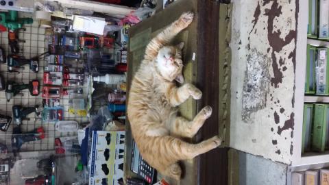 统理水电 - 敖夜几晚的貓，睡开了！