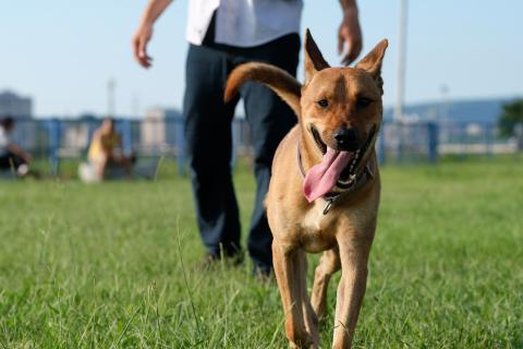 One Tail 犬攝影工作室 - Goofy - 米克斯