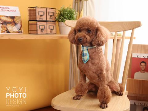 優奕數位科技 - 寵物攝影 優奕數位科技 - 寵物攝影