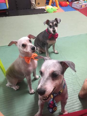 趴趴走寵物到府小幫手 - 到府美容服務
適合老狗.怕生寵物.多寵家庭
看得到 最安心
不必出門，最便利