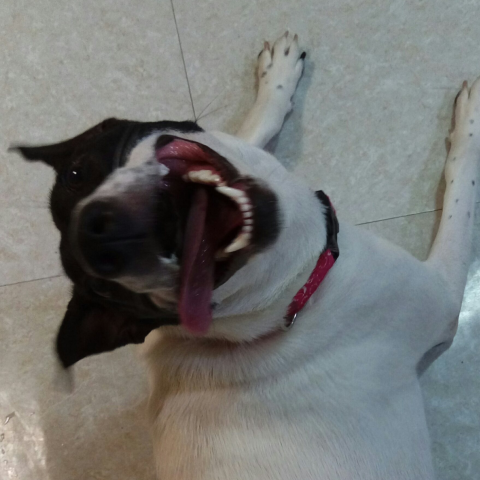 提供加班勞基法服務的專家呂小姐