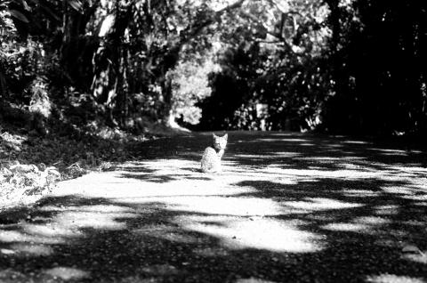 胡羽吟 - 機械式底片相機攝影