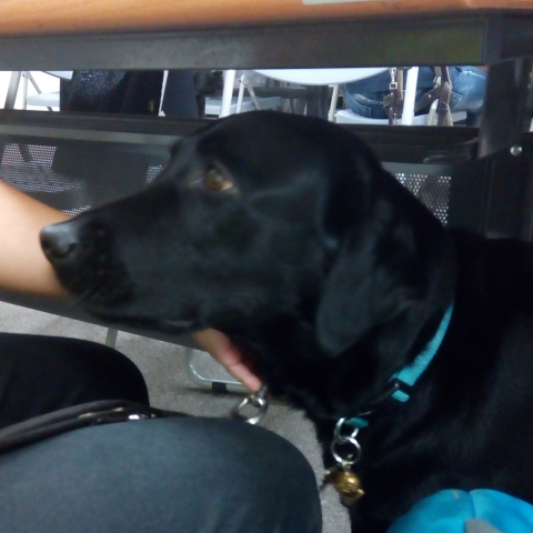 貓與玫瑰 - 寵物溝通
圖為拉布拉多導盲犬，牠真的很棒，穩定性夠又盡心照顧主人