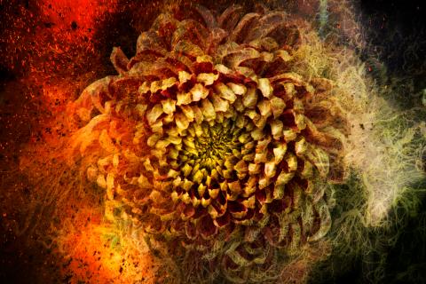 荒島有鹿影像工作室 - 專題攝影『萬華鏡』
2015台北藝術攝影博覽會展出