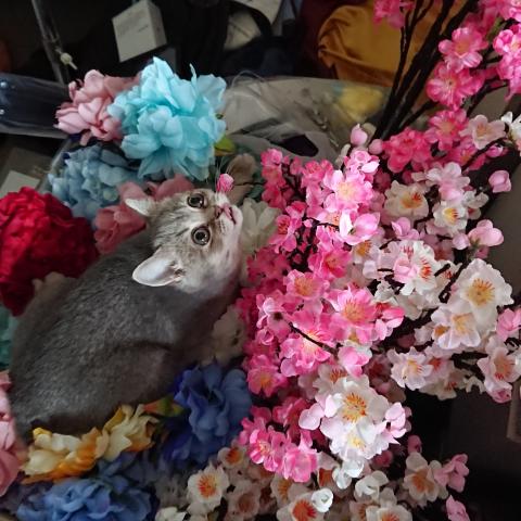 IKUXC - 我家的貓+攝影道具