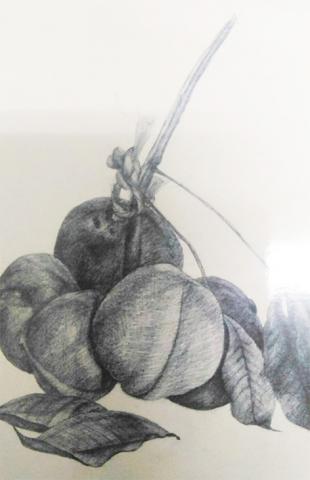 Francis黃 - 素描作品--蘋婆與枯葉