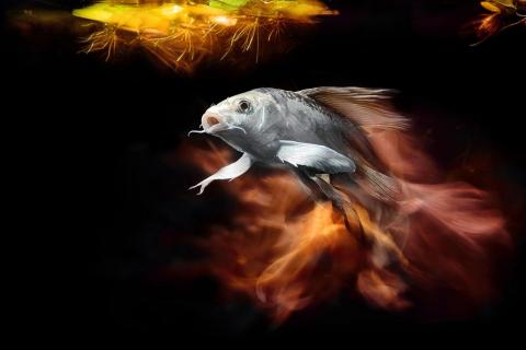 貝菈魔法工作室 - 得獎作品