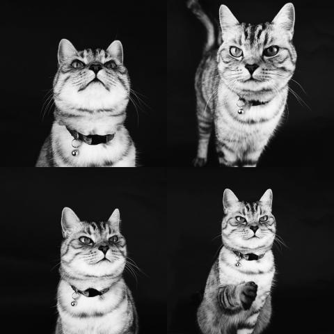 日日接案所 - 寵物攝影