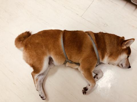 艾樂美 - ⭐️剛散步回來，休息中