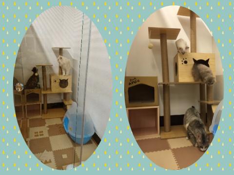 享窩窩貓旅工作室 - 