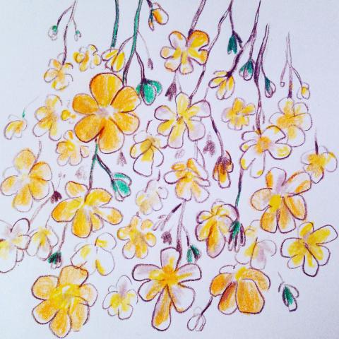 廖婕安 - 春日綻放的迎春花。