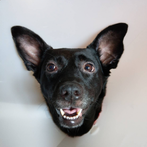 提供潤稿服務的專家周凱西