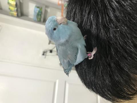 陳小姐 - 品種：太平洋，名字叫洋洋，個性黏人，害羞型，綽號小麻吉，只上主人的肩膀，能乖乖在主人身上不亂飛，叫他大便在定點大便，但需看每隻鸚鵡不是每隻都能