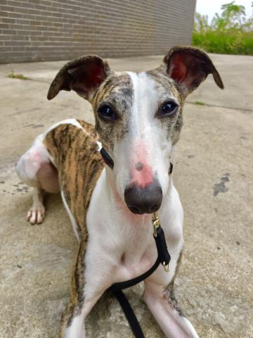 正向馴狗師-唐榮基 - 惠彼特單週訓練