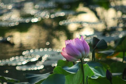 Johnson(強生)多媒體工作室 - 串串珍珠串荷花 Johnson(強生)多媒體工作室 - 串串珍珠串荷花