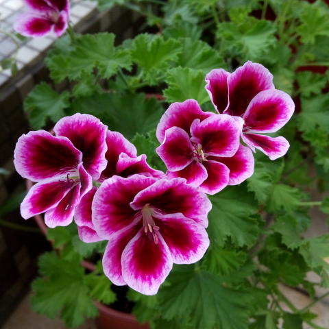 貓與玫瑰 - 花草照顧－星光天竺葵