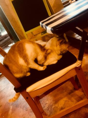 禾璇 - 可愛動物?