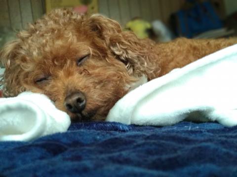 哈利工作室 - 寵物寄宿服務