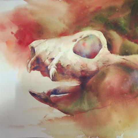 劉宗榮 X 六弄拾號 - 馬卡龍頭骨  透明水彩  2018