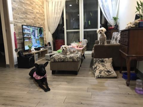 雅晴 - 最右邊那隻是寄養的狗狗