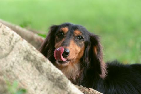 One Tail 犬攝影工作室 - 咖魯比 - 長毛臘腸