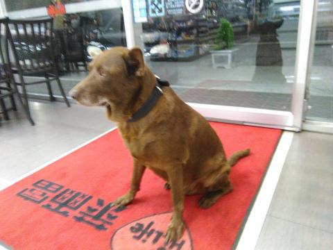 陳淳繡 - 幫客戶帶他的狗去運動，訓練他服從指令，餵牠吃飯喝水，或生病餵藥