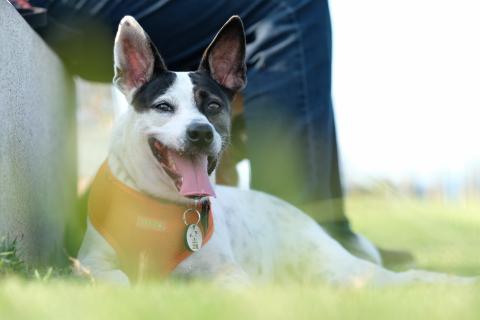 One Tail 犬攝影工作室 - 乃姬 - 米克斯