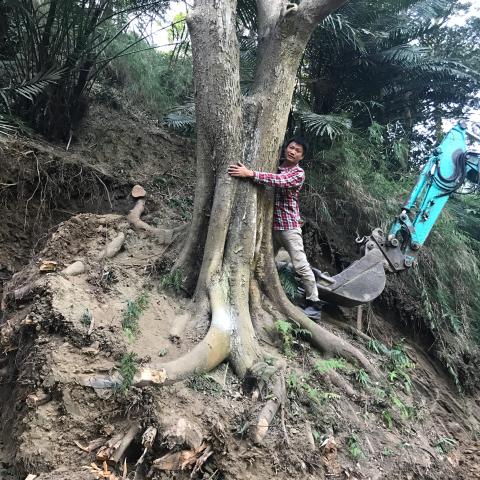 汏業工程有限公司 - 大樹移植載運