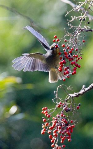 邢正康 - 鳥類生態攝影