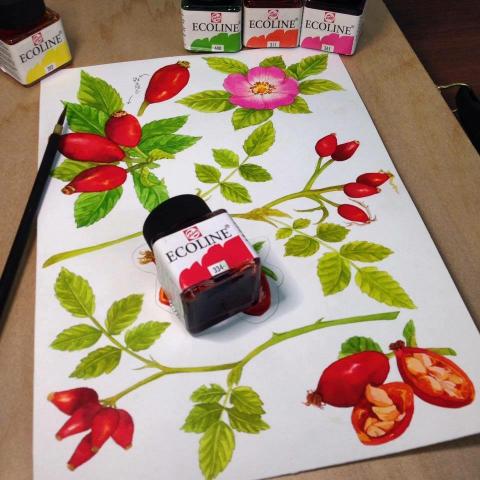 林思辰Susu Lin - 精油插畫案原稿。