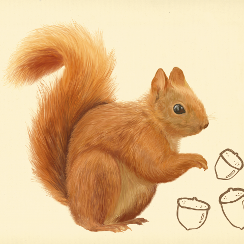 施婉婷 - 電繪插畫
小松鼠