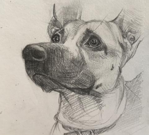 Denise Lee - 寵物插畫設計