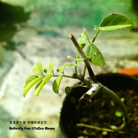 孟游旅孩工作室(YoZen Momo Studio) - 2018,攝影作品蝶豆花。 孟游旅孩工作室(YoZen Momo Studio) - 2018,攝影作品蝶豆花。