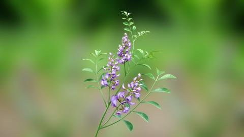 廖平順 - IB植物