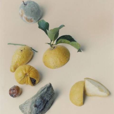 提供展示服務的專家養空間