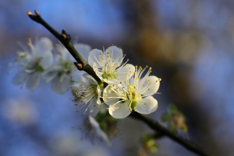 Johnson(強生)多媒體工作室 - 秘境梅花