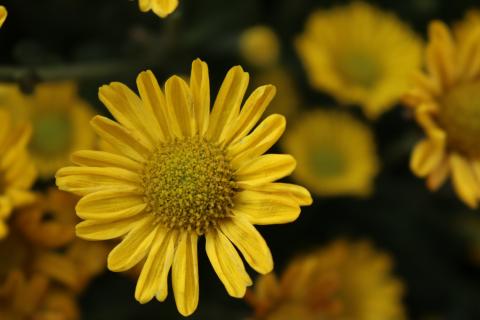 AJ - 攝影作品 (花卉)