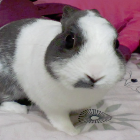 提供配音服務的專家蔡宗翰