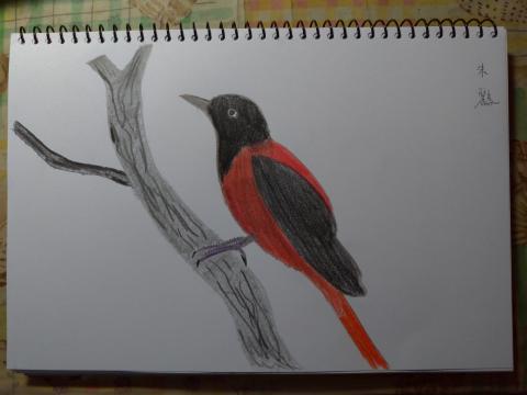 星辰工作室 - 朱鷅