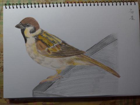 星辰工作室 - 麻雀