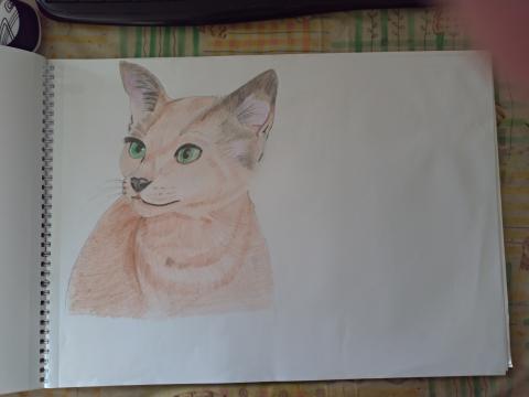 星辰工作室 - 貓