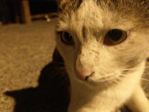 提供劇團服務的專家杰夫Jeff