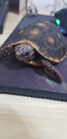 提供訓犬服務的專家崇尚自然