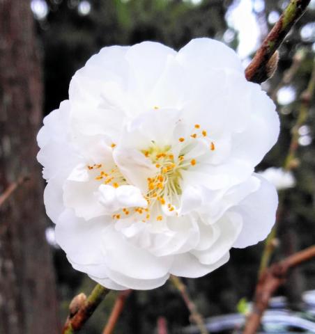 提供喜帖服務的專家森木林的平面設計服務