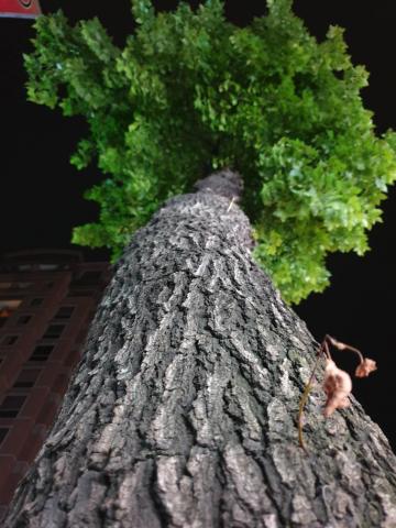 影照廠文創 - 夜樹