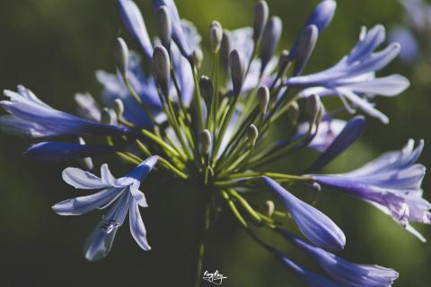 集攝者 攝影工坊 - 花卉攝影（微距攝影）